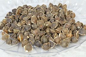 Moringa Seeds Without Wings