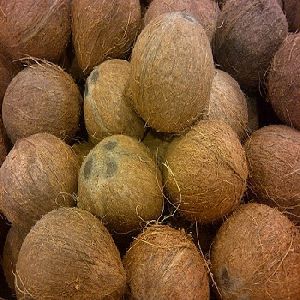 Matured Coconut