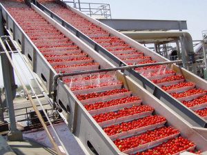 Tomato Paste And Puree Processing Plant