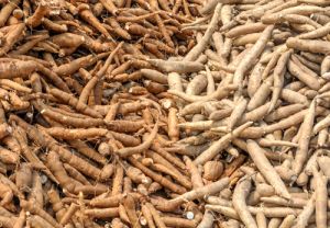 Cassava Processing Plant