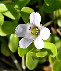 Bacopa Extract