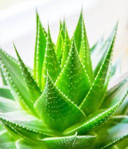 BOTANICAL EXTRACTS : ALOE VERA