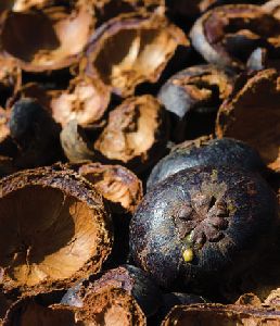 BOTANICAL EXTRACTS : MANGOSTEEN