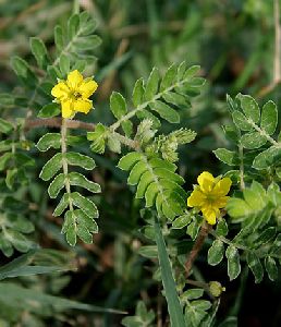 BOTANICAL EXTRACTS : TRIBULUS