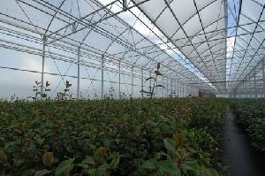 Top Ventilation Multispan Greenhouse