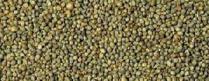 Bajra Seeds