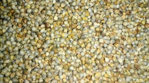 Green Millet Seed