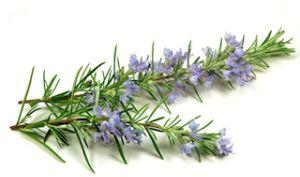 Rosemary Hydrosol