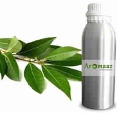 Camphor Oil