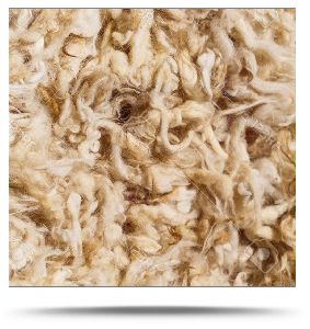 Raw Wool Exporter