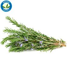 Pure organic rosemary essential oil