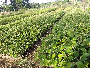 Nursery Ber Plants