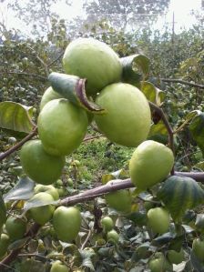 Green Apple Ber Plants