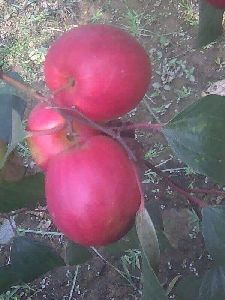 Kashmiri Apple Ber Plants