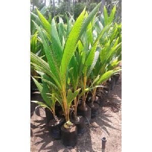 Natural Coconut Plants
