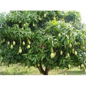 Natural Mango Plants