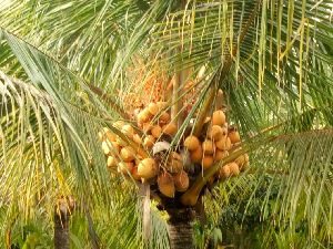 Orange Dwarf Coconut Plants