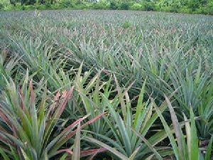 Pineapple Plants