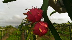 red dragon fruit plants