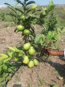 Thai 7 guava plants