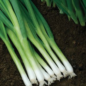 BUNCHING ONION SEEDS HARITA F1 Hybrid ( LEEK SEEDS)