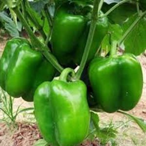 CAPSICUM SEEDS MARUTI - 7 F1 HYBRID