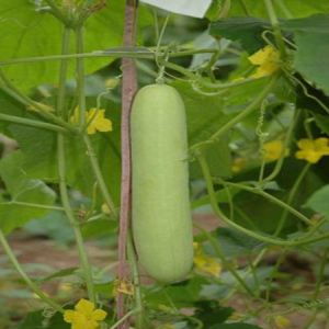 MARUTI - CUCUMBER SEEDS MAHI 2 - F1