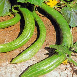 MARUTI - CUCUMBER SEEDS MOHINI