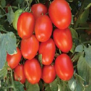 MARUTI TOMATO SEEDS SARDAR F1 HYBRID