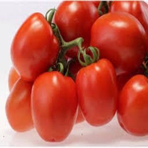 MARUTI TOMATO SEEDS SHAKTIMAN F1 HYBRID