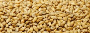 Barley Seeds