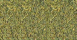 Bajra ( Green Millet)