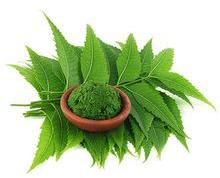 Neem Leaves Powder for Dandruff