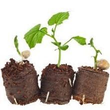 coir plug for faster growth