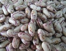 Light Speckled Kidney Bean