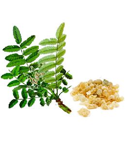 Boswellia Extract