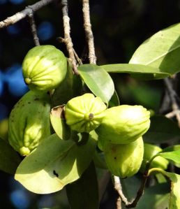 Garcinia Cambogia