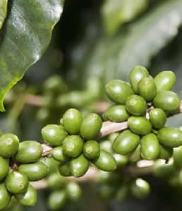 Green Coffee Bean Extract