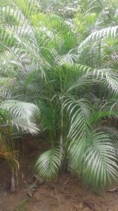 Areca Palm Plant