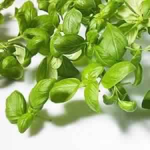 Basil Oil Certified Organic