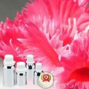 Carnation Absolute Oil