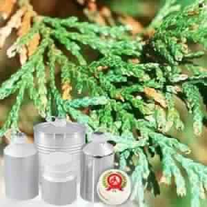 Cedarleaf (Thuja)