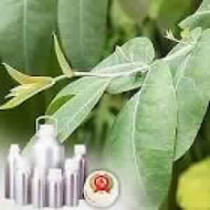 Eucalyptus Oil