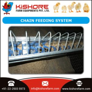 Broiler Chain Feeding System