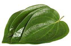 Betel Leaf