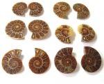 Ammonite Fossil Halves