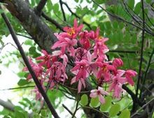 Apple Blossom Rainbow Shower Tree