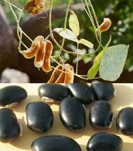 Black kavach Kinvach medicinal seed