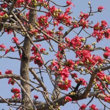 bombax ceiba Silk Cotton Kapok Tree semal