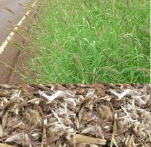 Dinanath grass seed